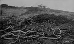 Dwarf trees, Crystal Island, Artillery Lake, N.W.T. 1923