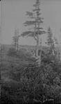 Dwarf trees, Crystal Island, Artillery Lake, N.W.T. 1923