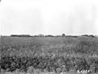 Farm buildings and grove of poplars, Sec. 8, Tp. 20-1-3 [about 3 mi. E. of Eskbank, Sask.] 1923