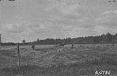 Making hay on a Galician settlement [about 5 miles North of Stenen, Saskatchewan.] 1923