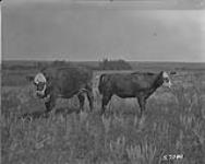 Herford Cow and hybrid yak calf, Alta. 43-7-4 1923