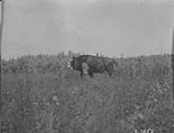 White faced buffalo 1923