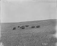 Buffalo grazing 1923