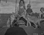 Partly trained coyotes. 1923