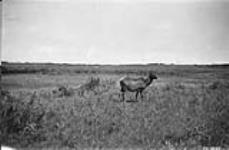 Elk, Wainwright, Alta 1926