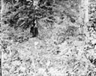 Remains of 2nd Fort Chipewyan (Northwest Co.) Potato Island, Alta 1927