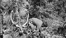 Chipewyan Indian skinning caribou on Wholdaia Lake, N.W.T 1930