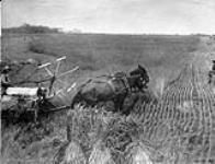 Thos. Courtnay's wheat field, first crop. Prince Albert, [Sask.] - three miles from city
