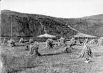 Harvesting near Dawson, Y.T. August 15th, 1905
