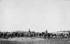 Cow girls coralling horses, Alberta ca. 1930s