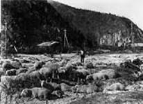 Sheep, Dawson, Y.T 1908