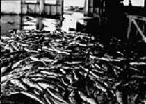 Four thousand salmon on floor of cannery, Steveston near Vancouver, B.C 1900-1910