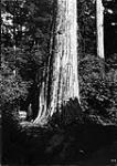 Big trees in Stanley Park, Vancouver, B.C 1900-1910