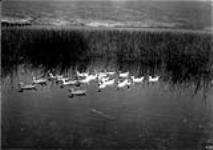 Ducks on Lake Okanagan, near Summerland, B.C 1900-1910