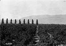 T.W. Sterling's 18 acres of apples, Kelowna, B.C 1900-1910