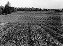 Double rows of grain Experimental Farm, Ottawa, Ont ca. 1900 - 1902
