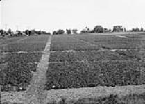 Uniform Trial Plots of Grain, Experimental Farm, Ottawa, Ont 1907-1908