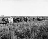 Doukhobors ploughing, Swan River Valley, [Man.] 1905