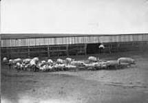 A herd of pigs in Alberta ca. 1910