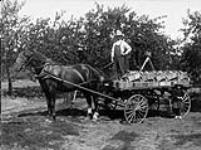 Loading peaches 1925