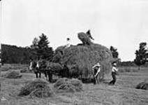 J. Whitman's Sons' Farm, near Knowlton, [P.Q.] Drawing hay