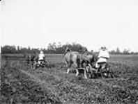 Cutting clover 1900-1910