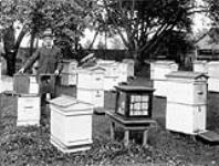 Mr. Dodd and Bee Hives - 53 hives average each 60 lbs of honey 1900-1910