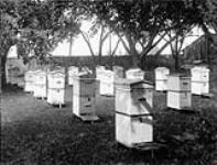 Mr. Dodd'[s] Bee Hives, ë8.00 per hive 1900-1910