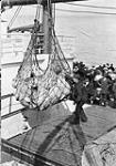 Hoisting mail on board S.S. "Victoria"