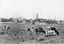 View of cows in the field with Sackville in background 1914