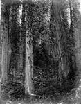 Forest scene on the North Thompson, 165 miles above Kamloops, B.C./Scène en forêt prise le long de la rivière, à 165 milles au nord de Kamloops 20 Sept. 1871