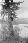 Bear near one of Lakes on road to Maligne Gorge, Alta 1914