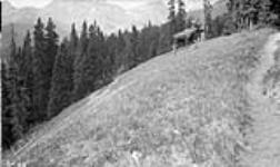 Banff National Park Boundary 1935: Lakes of the Clearwater: Alta., Bull moose, Aug. 22