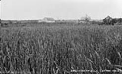 [Wheat field], Hebertville, P.Q n.d.