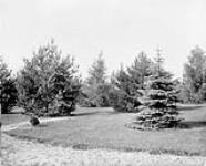 (Experimental Farm) Fir trees at Experimental Farm, Ottawa, Ontario Oct. 1899