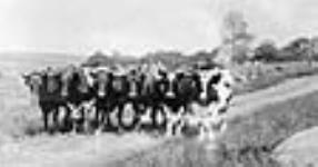 Down East Oxen 1907