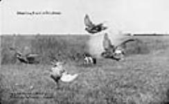 Shooting prairie chickens 1910