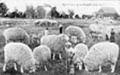 Specimens of our wool producers 1910