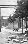 Montague Black Fox Co. ranch, Montague, Prince Edward Island 1914