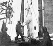 Dead polar bear strung up aboard the "Teddy Bear" ca. 1909-1914