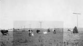 Cattle, North Gower, Ont 1923 - 1924