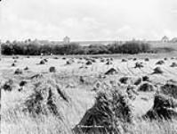 A wheat farm. View showing S. Sparrows and T. Brady's farm houses ca. 1900-1925