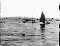 Hauling in the nets ca. 1900-1925
