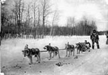 A dog team ca. 1900 - 1925