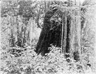 A bit of Forest Land, Stanley Park ca. 1900-1925
