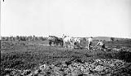 (Relief Projects - No. 3). [Relief workers ploughing a field] July 1933