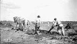 (Relief Projects - No. 8). Ploughing a field Aug. 1935