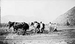 (Relief Projects - No. 24). Grading the landing field Sept. 1933