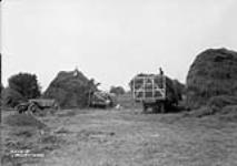 (Relief Projects - No. 28). Stacking hay near the stables Aug. 1934