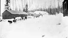 (Relief Projects - No. 51). A Royal Canadian Mounted Police (R.C.M.P.) Mounty and his dog team passing through Camp No. 10 Feb. 1934